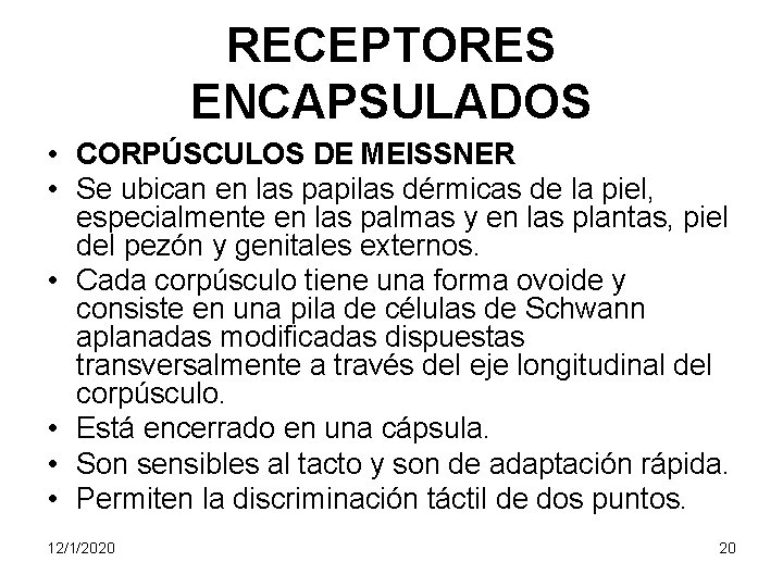 RECEPTORES ENCAPSULADOS • CORPÚSCULOS DE MEISSNER • Se ubican en las papilas dérmicas de