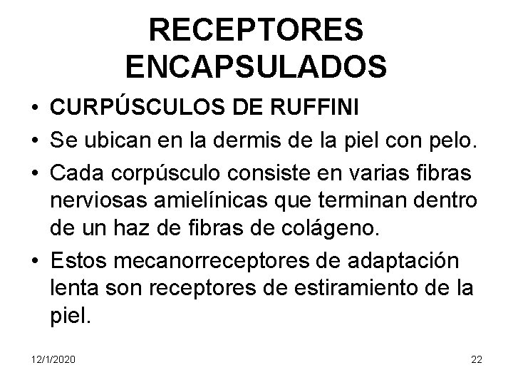 RECEPTORES ENCAPSULADOS • CURPÚSCULOS DE RUFFINI • Se ubican en la dermis de la