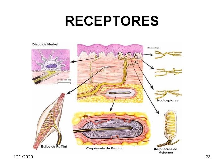 RECEPTORES 12/1/2020 23 