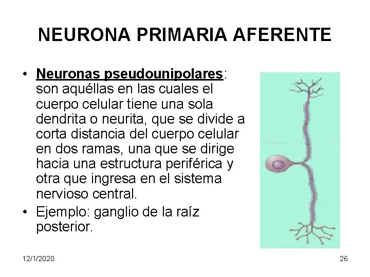 NEURONA PRIMARIA AFERENTE • Neuronas pseudounipolares: son aquéllas en las cuales el cuerpo celular