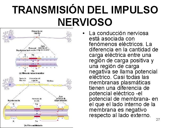 TRANSMISIÓN DEL IMPULSO NERVIOSO 12/1/2020 • La conducción nerviosa está asociada con fenómenos eléctricos.