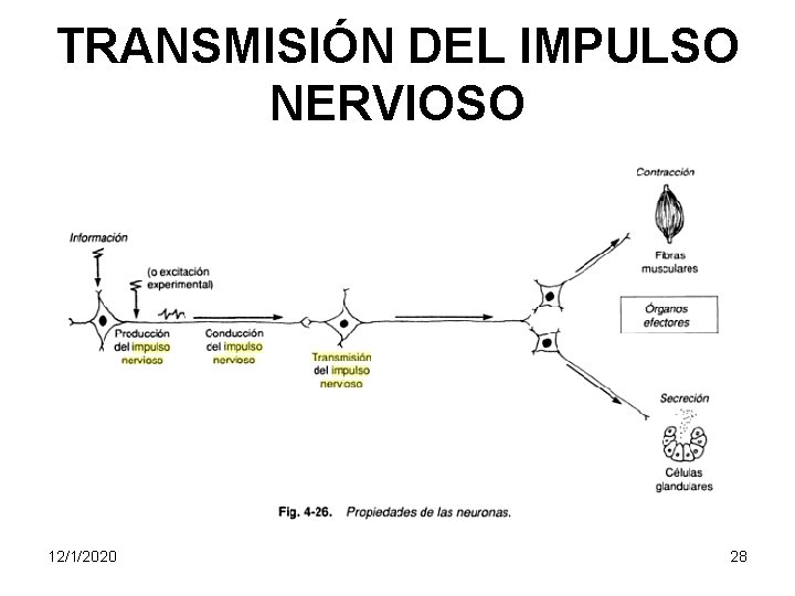 TRANSMISIÓN DEL IMPULSO NERVIOSO 12/1/2020 28 