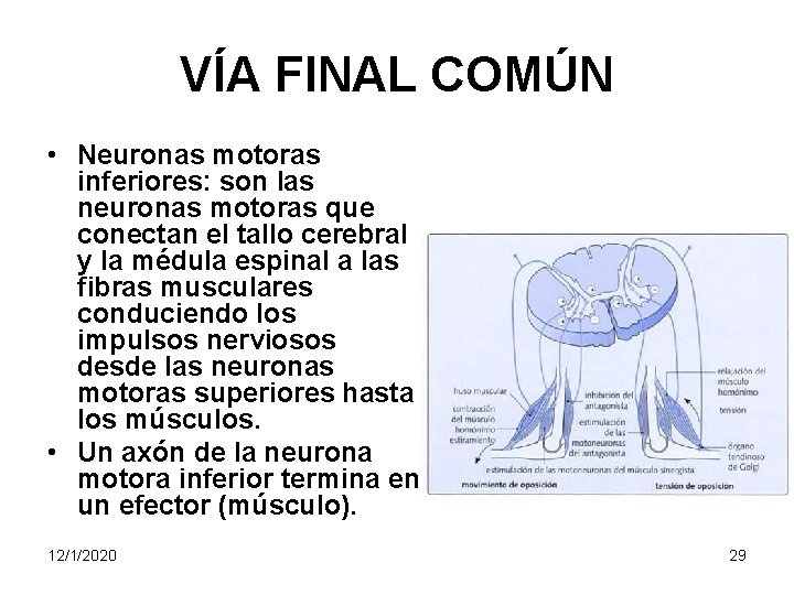 VÍA FINAL COMÚN • Neuronas motoras inferiores: son las neuronas motoras que conectan el