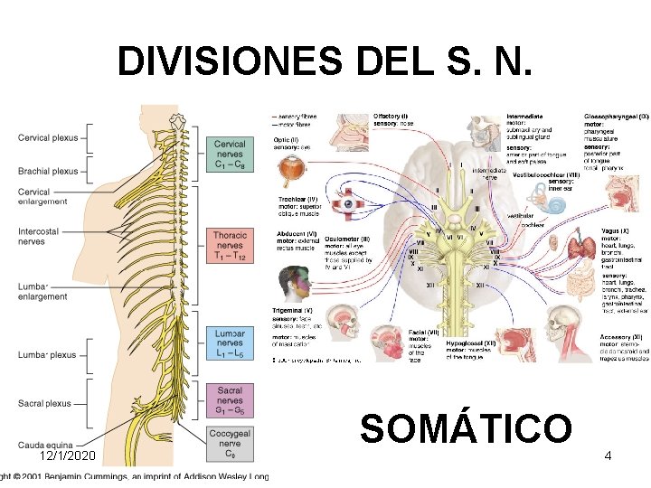 DIVISIONES DEL S. N. 12/1/2020 SOMÁTICO 4 
