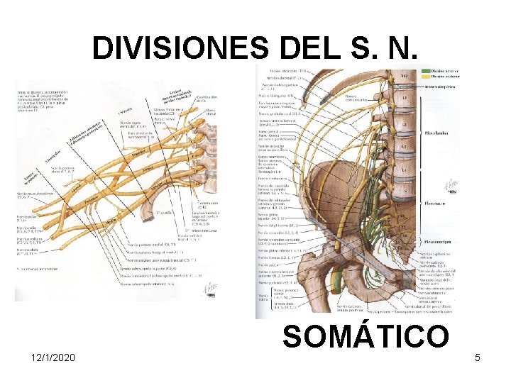 DIVISIONES DEL S. N. 12/1/2020 SOMÁTICO 5 