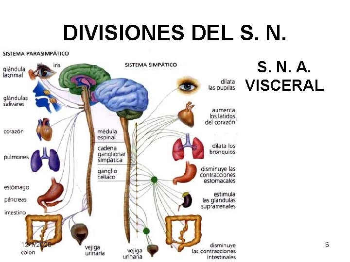 DIVISIONES DEL S. N. A. VISCERAL 12/1/2020 6 