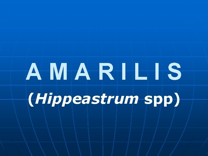 AMARILIS (Hippeastrum spp) 