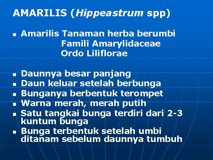 AMARILIS (Hippeastrum spp) n n n n Amarilis Tanaman herba berumbi Famili Amarylidaceae Ordo