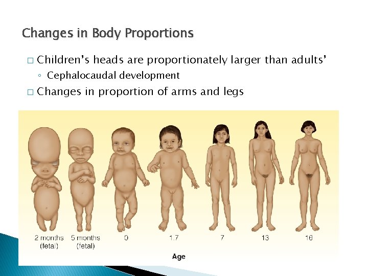 Changes in Body Proportions � Children’s heads are proportionately larger than adults’ ◦ Cephalocaudal