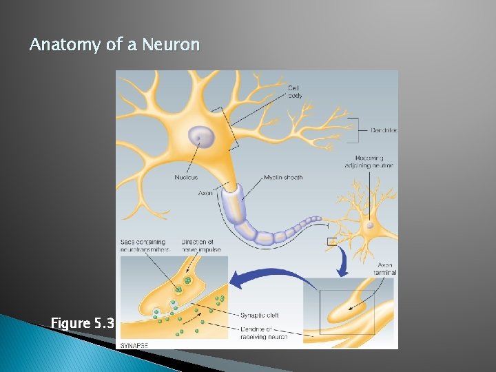 Anatomy of a Neuron Figure 5. 3 