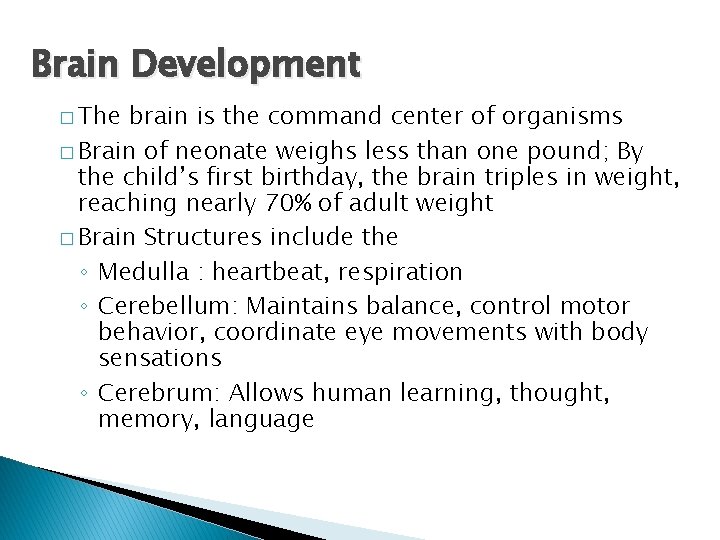 Brain Development � The brain is the command center of organisms � Brain of