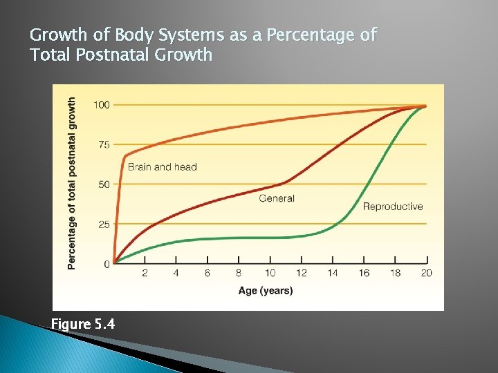 Growth of Body Systems as a Percentage of Total Postnatal Growth Figure 5. 4