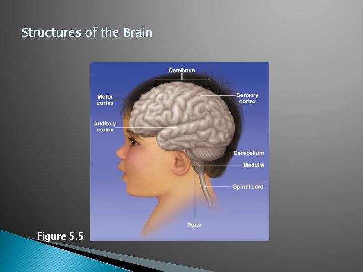 Structures of the Brain Figure 5. 5 