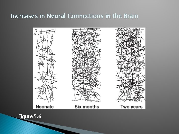 Increases in Neural Connections in the Brain Figure 5. 6 