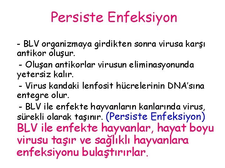 Persiste Enfeksiyon - BLV organizmaya girdikten sonra virusa karşı antikor oluşur. - Oluşan antikorlar