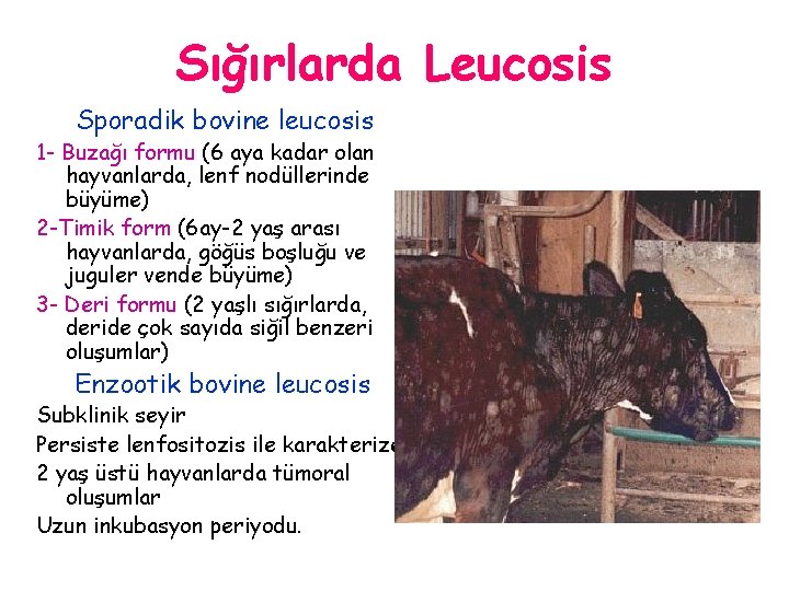 Sığırlarda Leucosis Sporadik bovine leucosis 1 - Buzağı formu (6 aya kadar olan hayvanlarda,