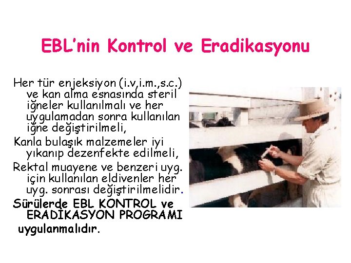 EBL’nin Kontrol ve Eradikasyonu Her tür enjeksiyon (i. v, i. m. , s. c.