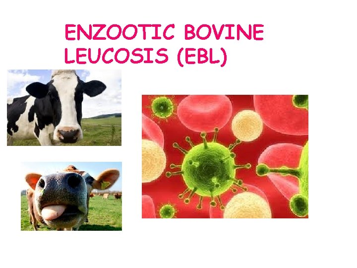 ENZOOTIC BOVINE LEUCOSIS (EBL) 
