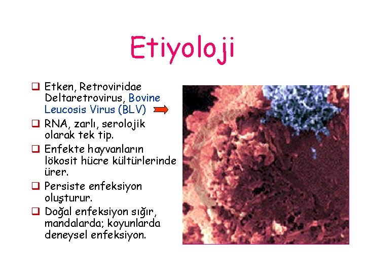 Etiyoloji q Etken, Retroviridae Deltaretrovirus, Bovine Leucosis Virus (BLV) q RNA, zarlı, serolojik olarak