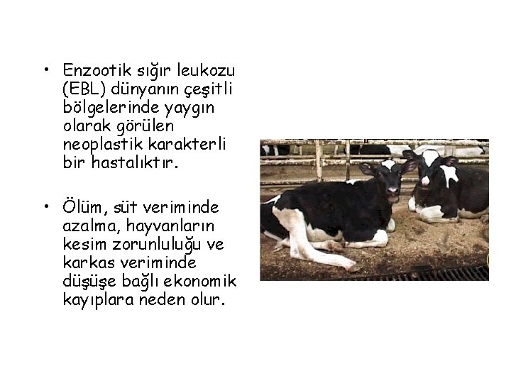  • Enzootik sığır leukozu (EBL) dünyanın çeşitli bölgelerinde yaygın olarak görülen neoplastik karakterli