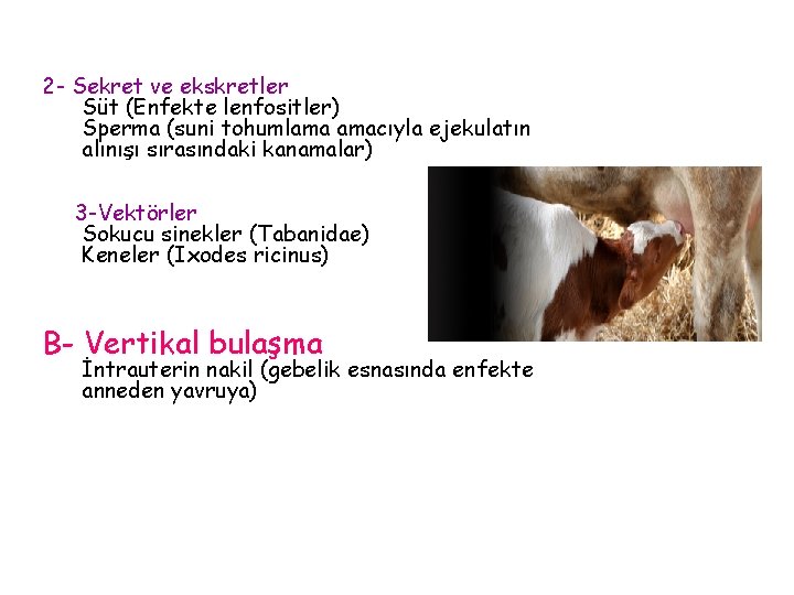 2 - Sekret ve ekskretler Süt (Enfekte lenfositler) Sperma (suni tohumlama amacıyla ejekulatın alınışı
