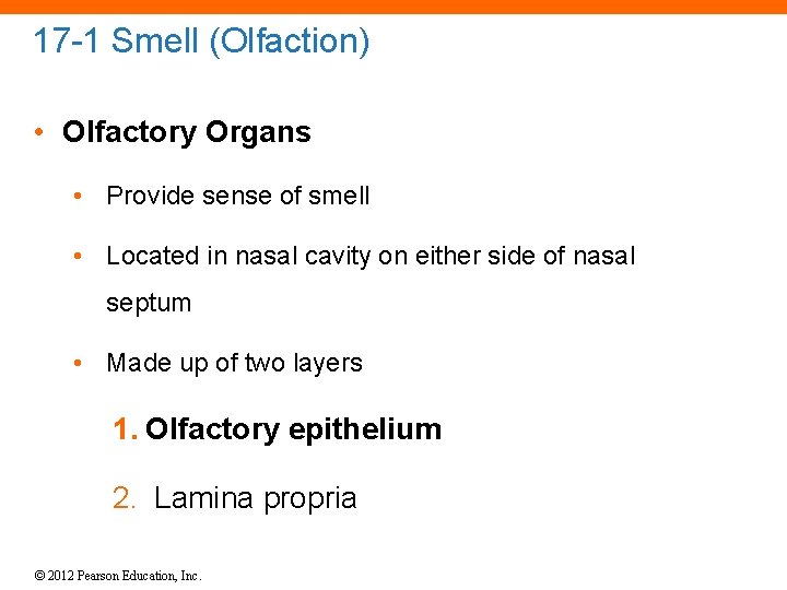 17 -1 Smell (Olfaction) • Olfactory Organs • Provide sense of smell • Located