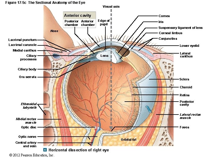 Figure 17 -5 c The Sectional Anatomy of the Eye Visual axis Anterior cavity