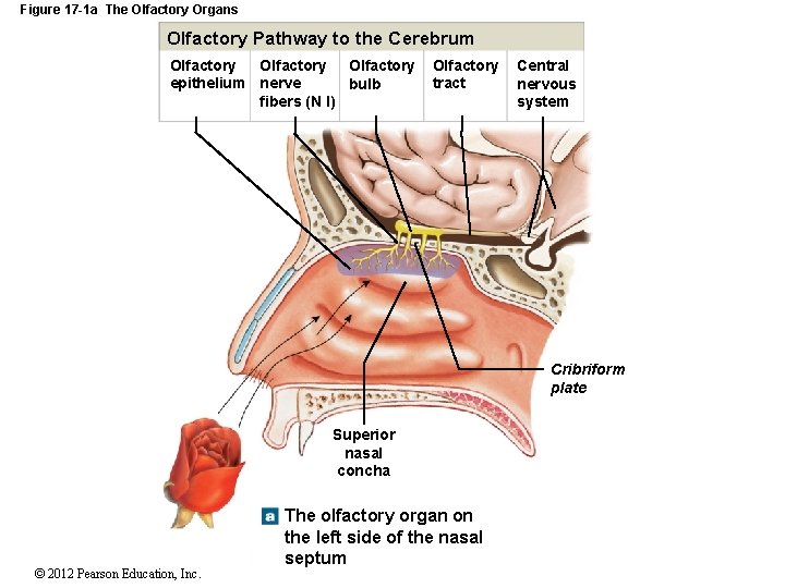 Figure 17 -1 a The Olfactory Organs Olfactory Pathway to the Cerebrum Olfactory epithelium