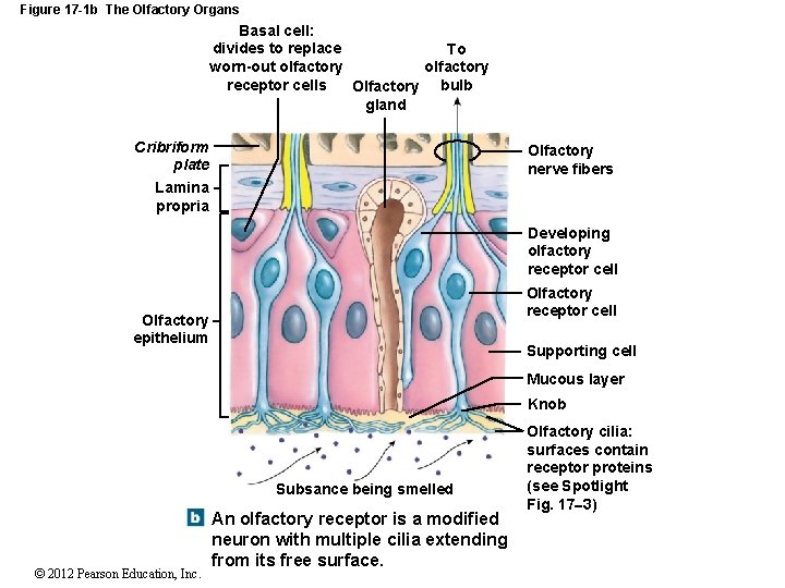 Figure 17 -1 b The Olfactory Organs Basal cell: divides to replace To worn-out