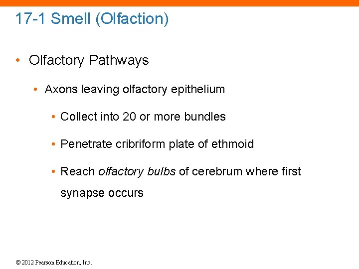 17 -1 Smell (Olfaction) • Olfactory Pathways • Axons leaving olfactory epithelium • Collect