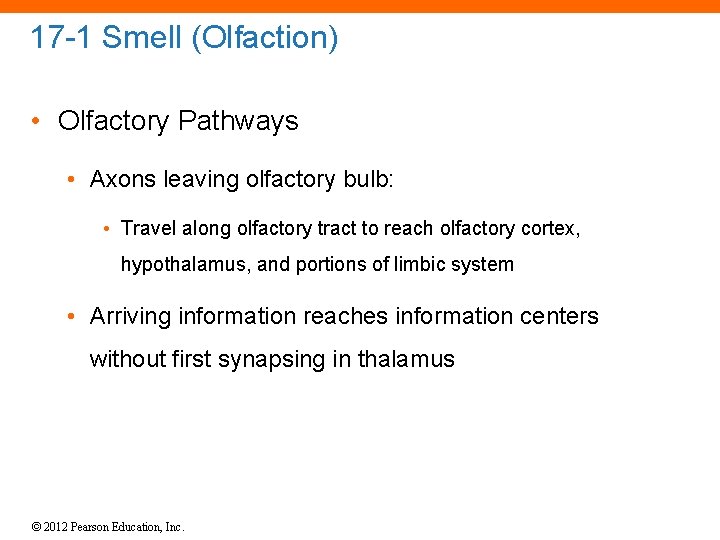 17 -1 Smell (Olfaction) • Olfactory Pathways • Axons leaving olfactory bulb: • Travel