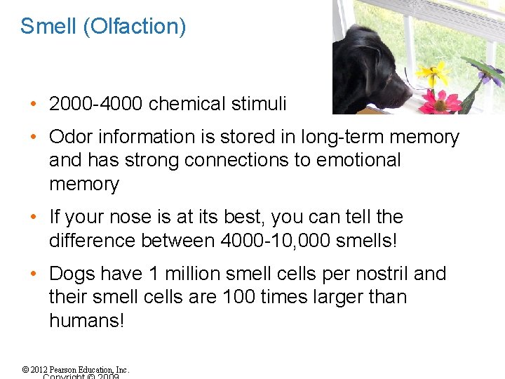 Smell (Olfaction) • 2000 -4000 chemical stimuli • Odor information is stored in long-term