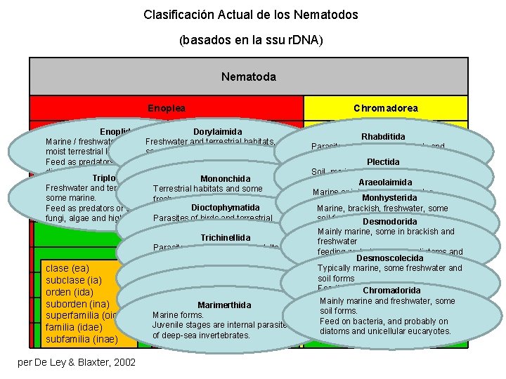 Clasificación Actual de los Nematodos (basados en la ssu r. DNA) Nematoda Enoplea Enoplida