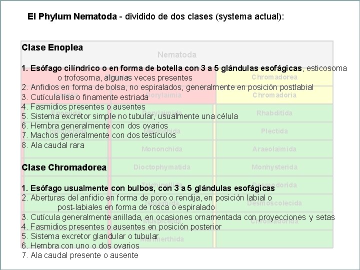 El Phylum Nematoda - dividido de dos clases (systema actual): Clase Enoplea Nematoda 1.