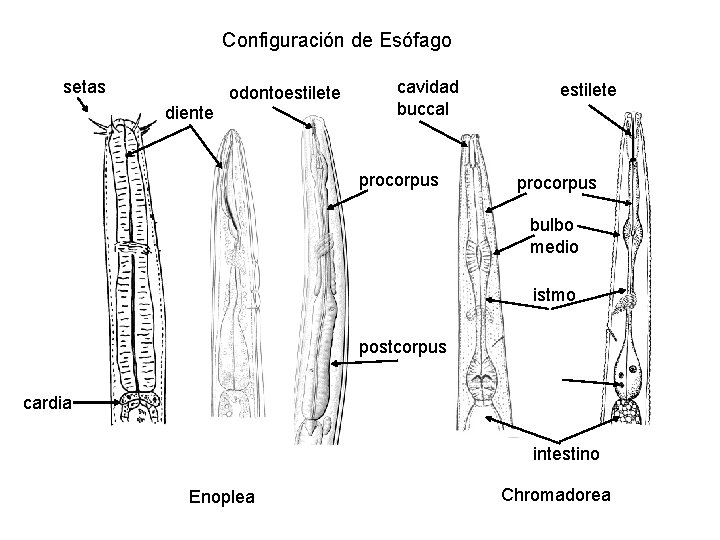 Configuración de Esófago setas diente odontoestilete cavidad buccal procorpus estilete procorpus bulbo medio istmo