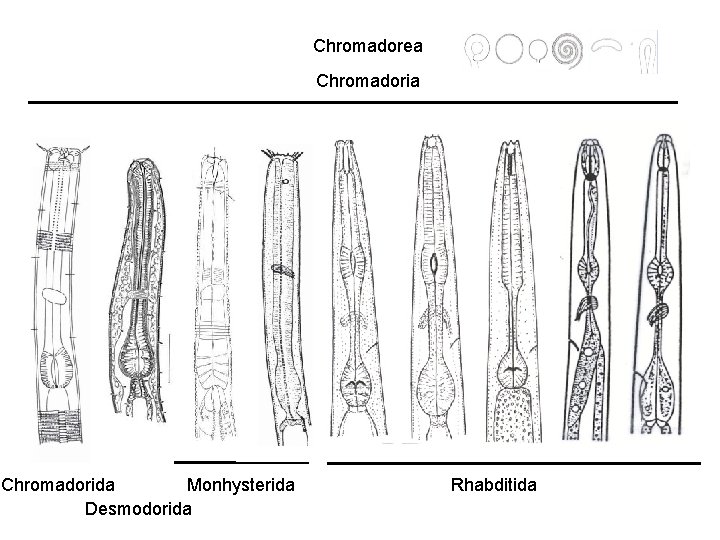 Chromadorea Chromadorida Monhysterida Desmodorida Rhabditida 