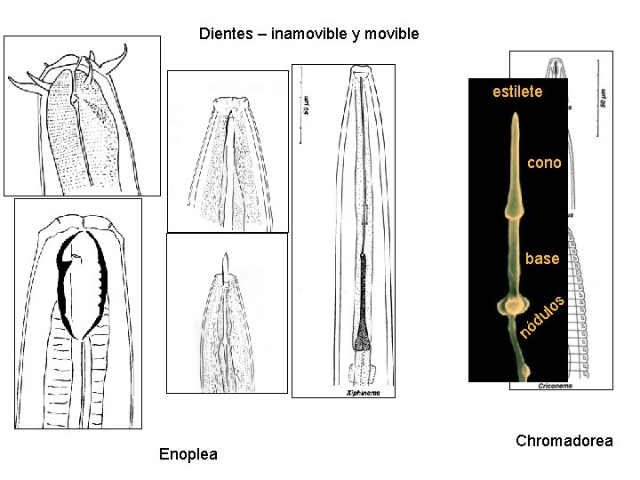 Dientes – inamovible y movible estilete cono base os l u d nó Enoplea