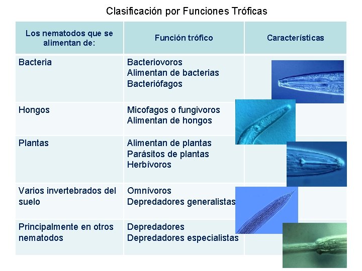 Clasificación por Funciones Tróficas Los nematodos que se alimentan de: Función trófico Bacteria Bacteriovoros