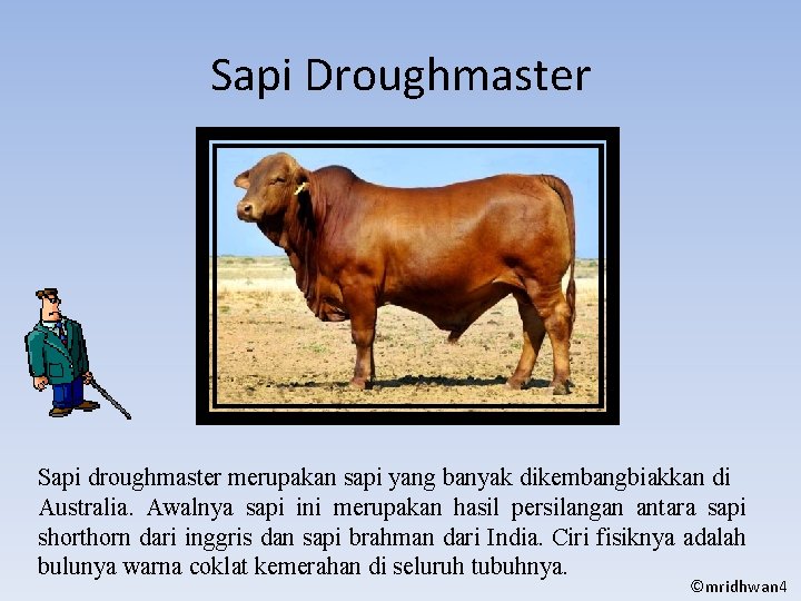 Sapi Droughmaster Sapi droughmaster merupakan sapi yang banyak dikembangbiakkan di Australia. Awalnya sapi ini