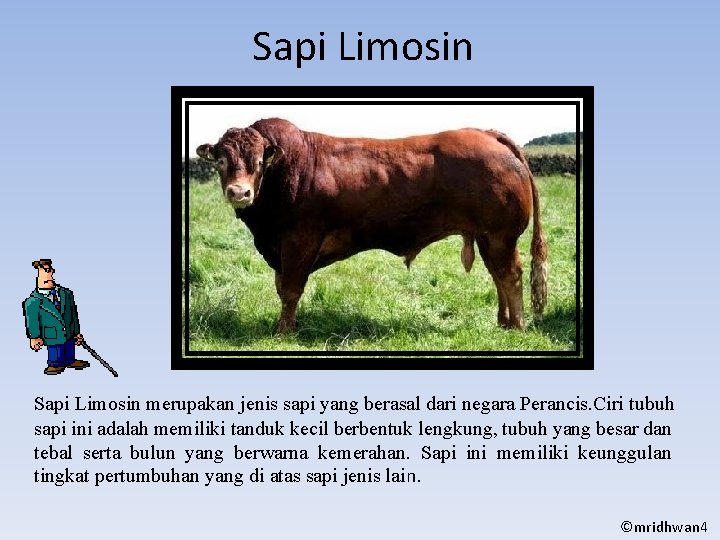 Sapi Limosin merupakan jenis sapi yang berasal dari negara Perancis. Ciri tubuh sapi ini