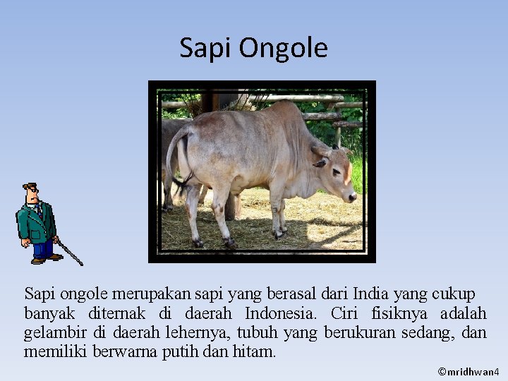 Sapi Ongole Sapi ongole merupakan sapi yang berasal dari India yang cukup banyak diternak