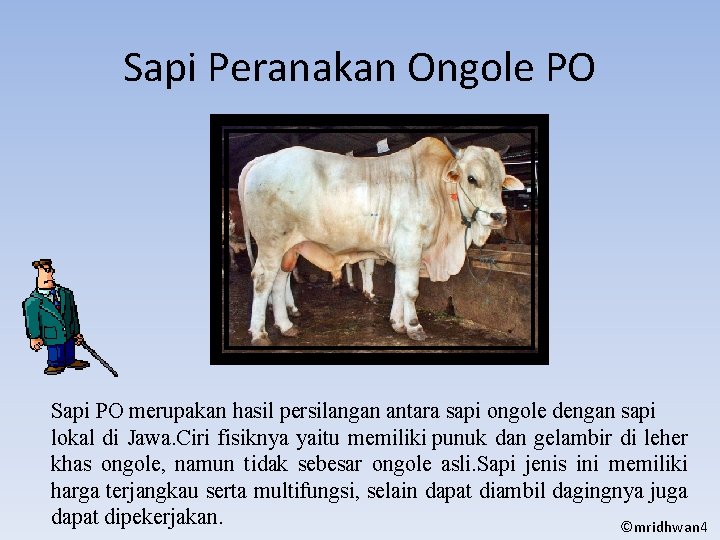 Sapi Peranakan Ongole PO Sapi PO merupakan hasil persilangan antara sapi ongole dengan sapi