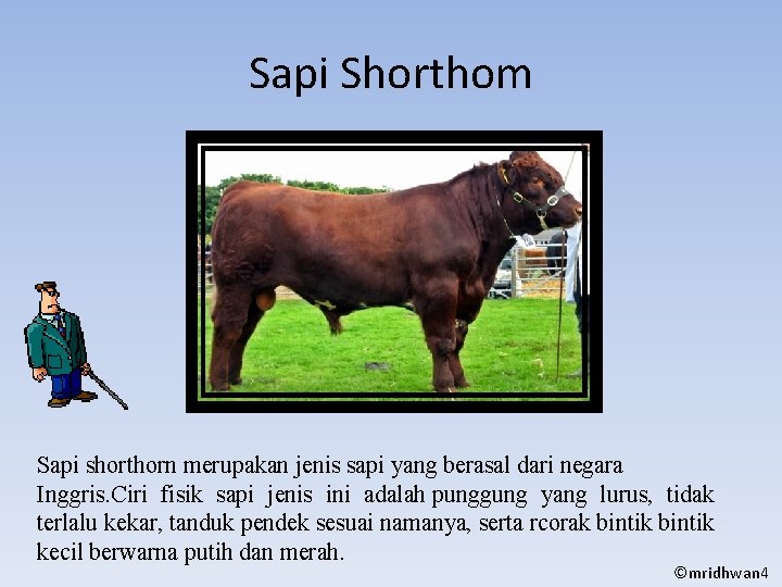 Sapi Shorthom Sapi shorthorn merupakan jenis sapi yang berasal dari negara Inggris. Ciri fisik