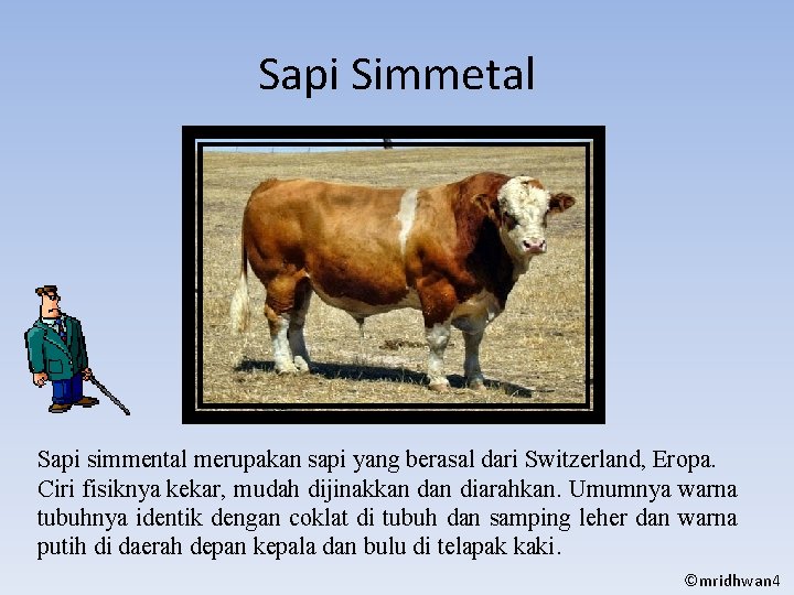 Sapi Simmetal Sapi simmental merupakan sapi yang berasal dari Switzerland, Eropa. Ciri fisiknya kekar,