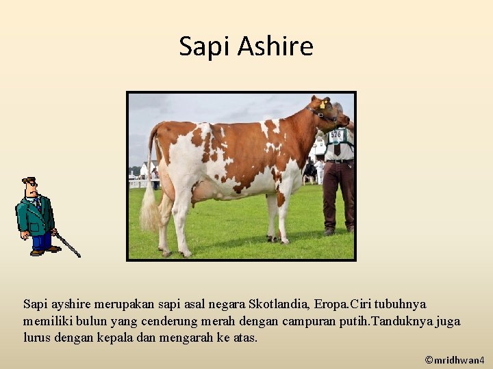 Sapi Ashire Sapi ayshire merupakan sapi asal negara Skotlandia, Eropa. Ciri tubuhnya memiliki bulun