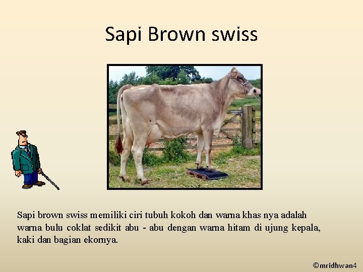 Sapi Brown swiss Sapi brown swiss memiliki ciri tubuh kokoh dan warna khas nya