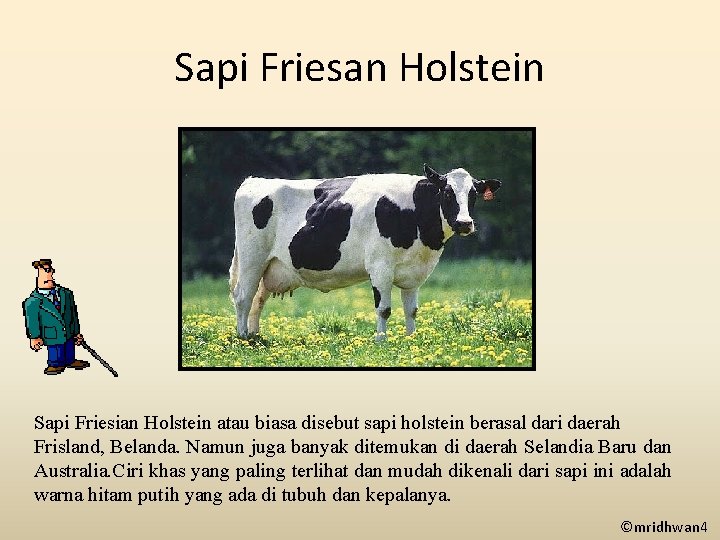 Sapi Friesan Holstein Sapi Friesian Holstein atau biasa disebut sapi holstein berasal dari daerah