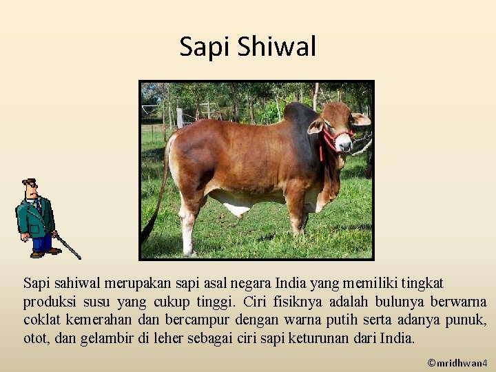 Sapi Shiwal Sapi sahiwal merupakan sapi asal negara India yang memiliki tingkat produksi susu