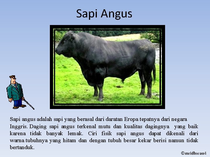 Sapi Angus Sapi angus adalah sapi yang berasal dari daratan Eropa tepatnya dari negara