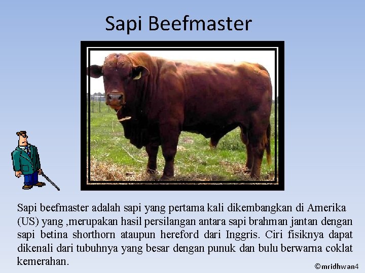 Sapi Beefmaster Sapi beefmaster adalah sapi yang pertama kali dikembangkan di Amerika (US) yang